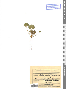 VOR 0012972