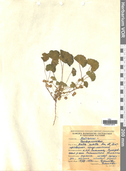 VOR 0012975