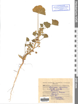 VOR 0012978