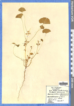 VOR 0012980