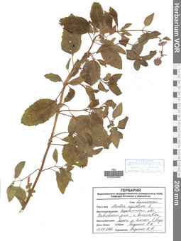 VOR 0020282