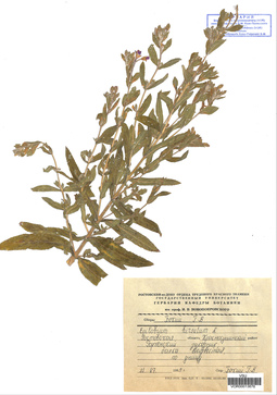 VOR 0013676