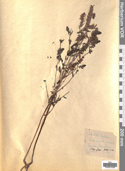 VOR 0019396