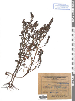 VOR 0019397