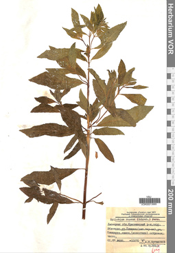 VOR 0013685
