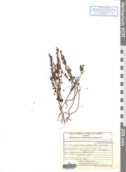VOR 0019398