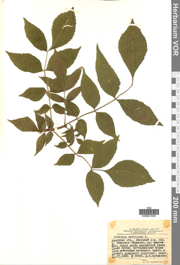 VOR 0015061