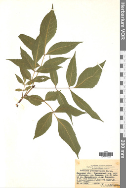 VOR 0015223