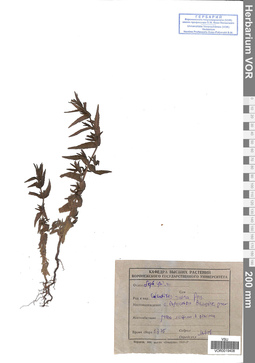 VOR 0019406