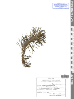 VOR 0014580