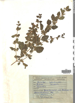 VOR 0018739