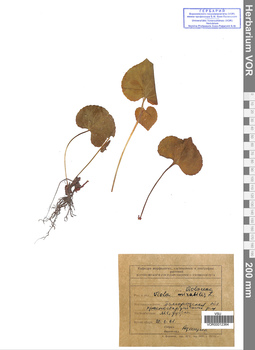 VOR 0012364