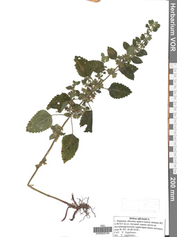 VOR 0020154