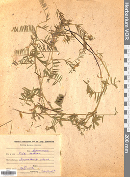 VOR 0010558