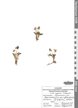 VOR 0012570