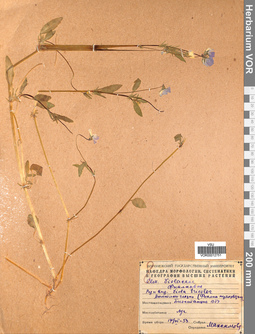 VOR 0012751