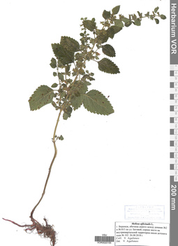 VOR 0020155