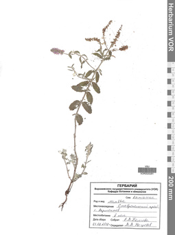 VOR 0020281