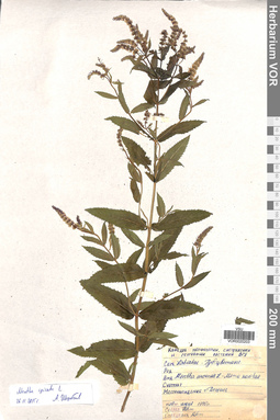 VOR 0020203