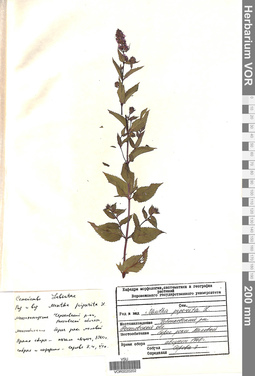 VOR 0020202