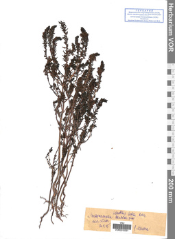 VOR 0019391