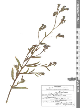 VOR 0016591
