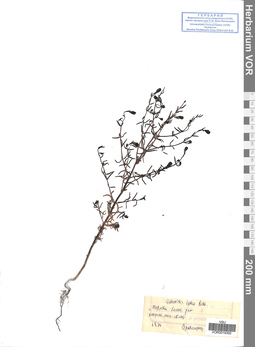VOR 0019392