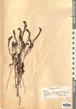 VOR 0019393