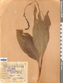 VOR 0026699
