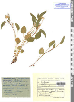 VOR 0012635