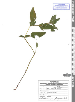VOR 00016935