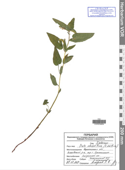 VOR 0039654