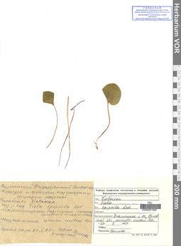 VOR 0013587