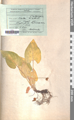 VOR 0012366