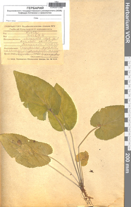 VOR 0012368