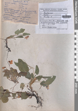 VOR 0012370
