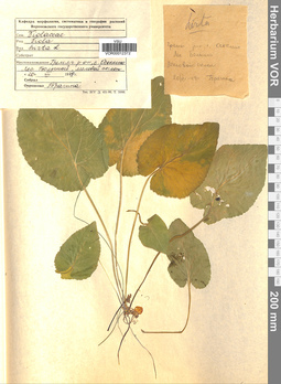 VOR 0012372