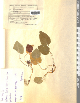 VOR 0012376