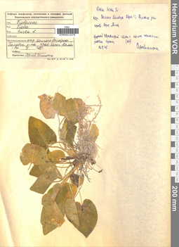VOR 0012378