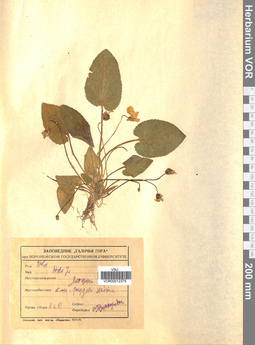 VOR 0012379