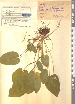 VOR 0012383