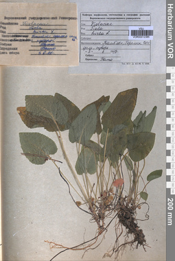 VOR 0012385