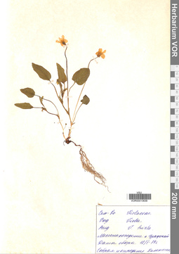 VOR 0013639