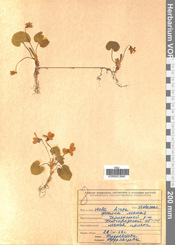VOR 0013640