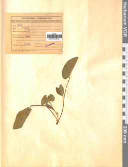 VOR 0013646