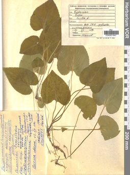 VOR 0013647