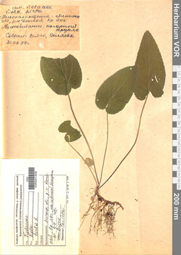 VOR 0013648