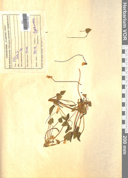 VOR 0013649