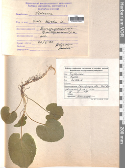 VOR 0013650