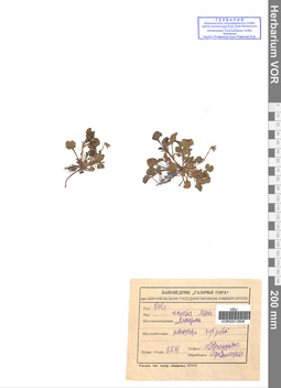 VOR 0012606